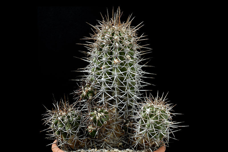 Copiapoa cuprea D.15 H. 16 € 110.00.jpg